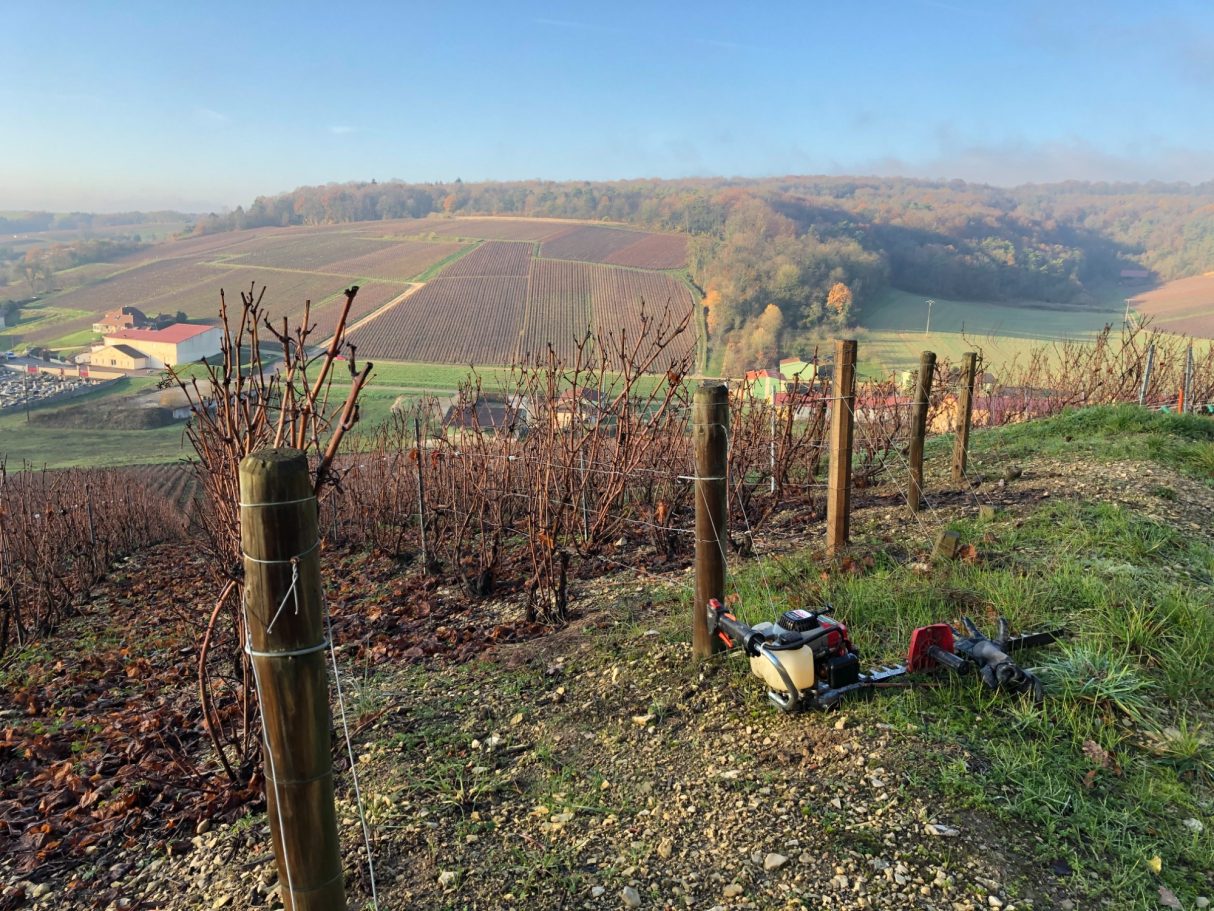 Période du prétaillage de la vigne