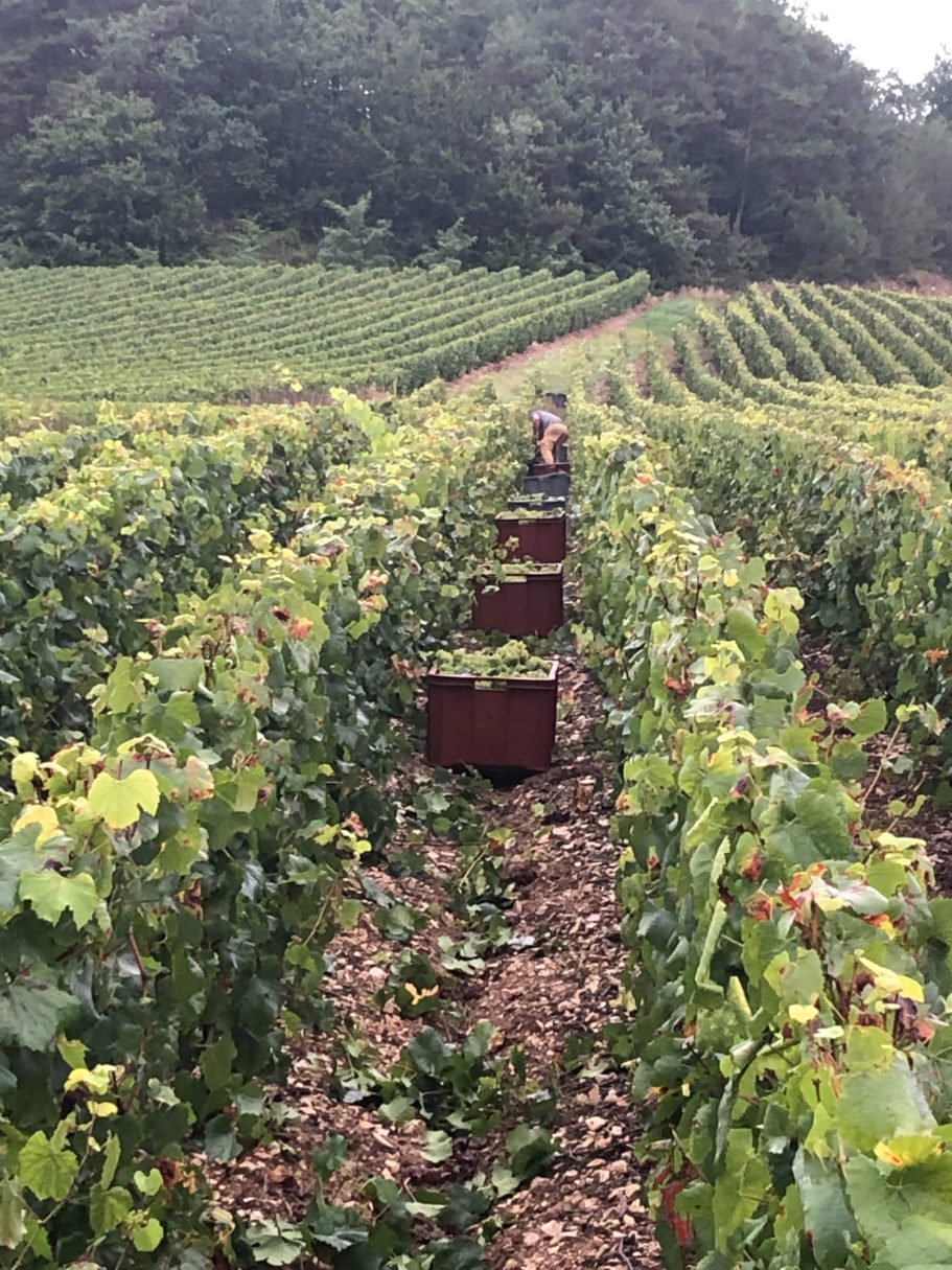 Les vendanges !