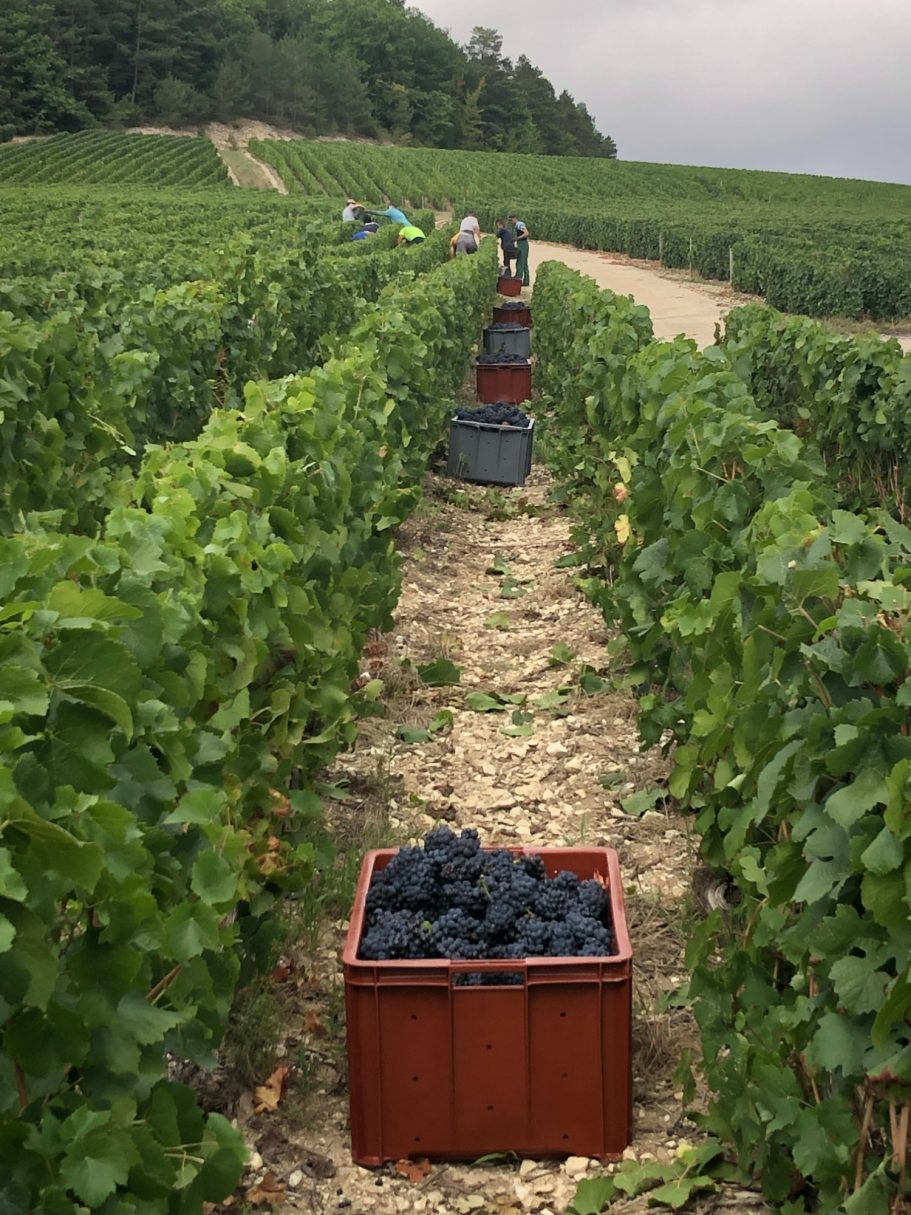Les vendanges !