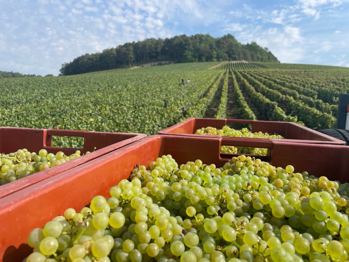 Les vendanges !