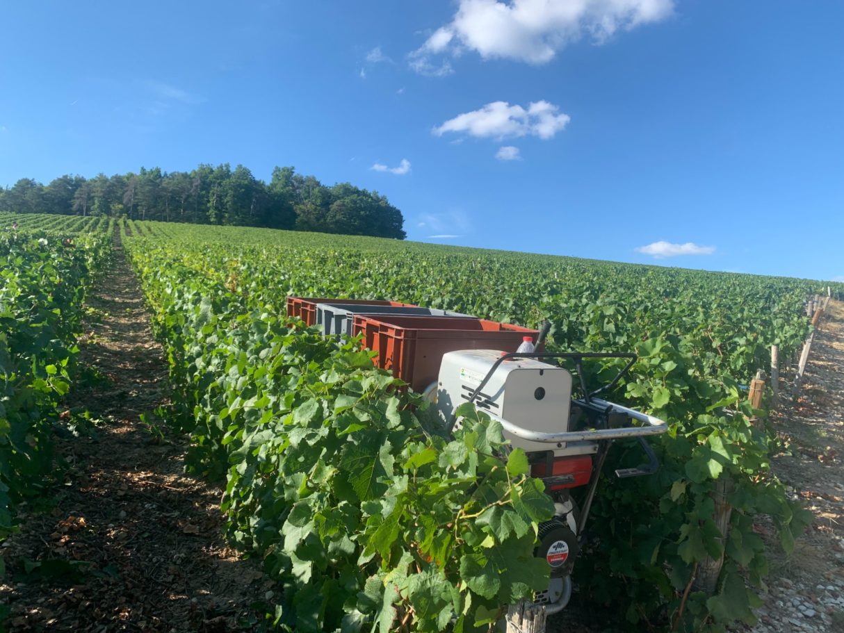 Les vendanges !