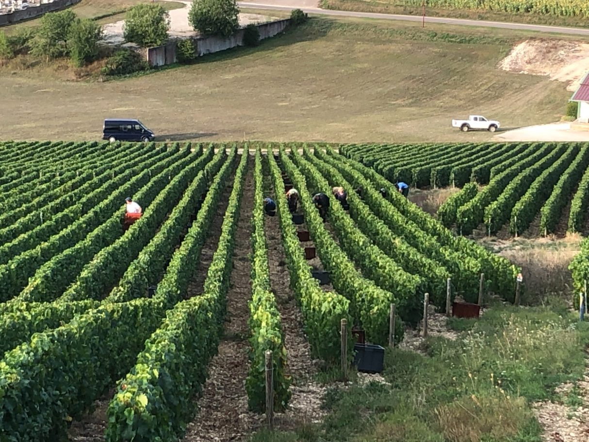 Les vendanges !