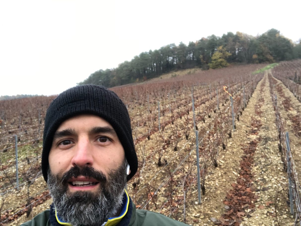 Période du prétaillage de la vigne