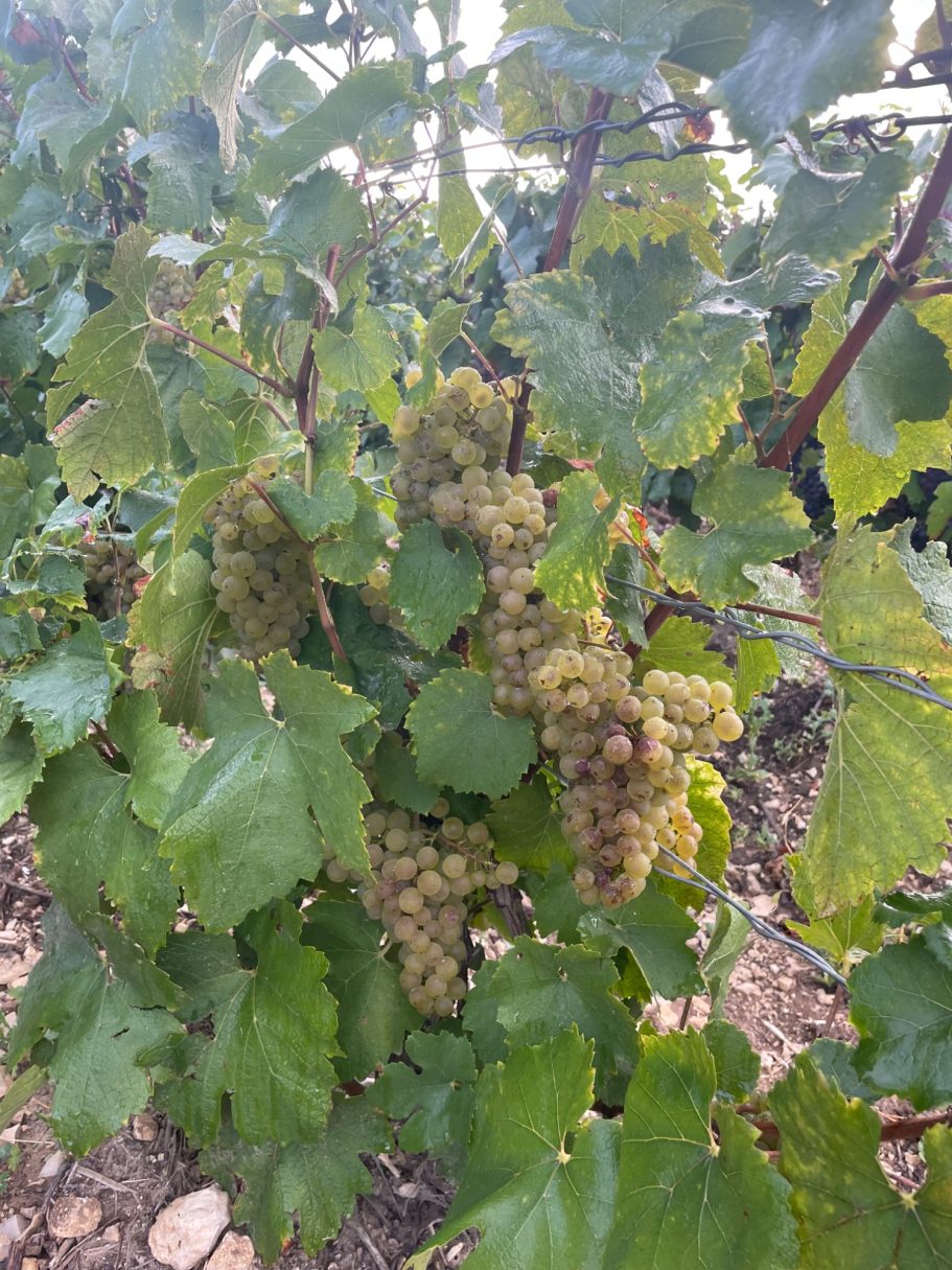 Le Chardonnay !