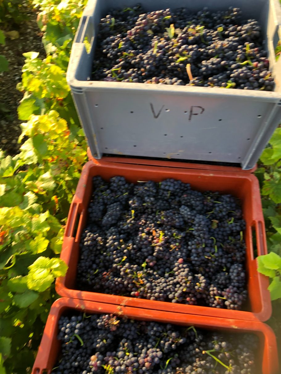 Les vendanges !