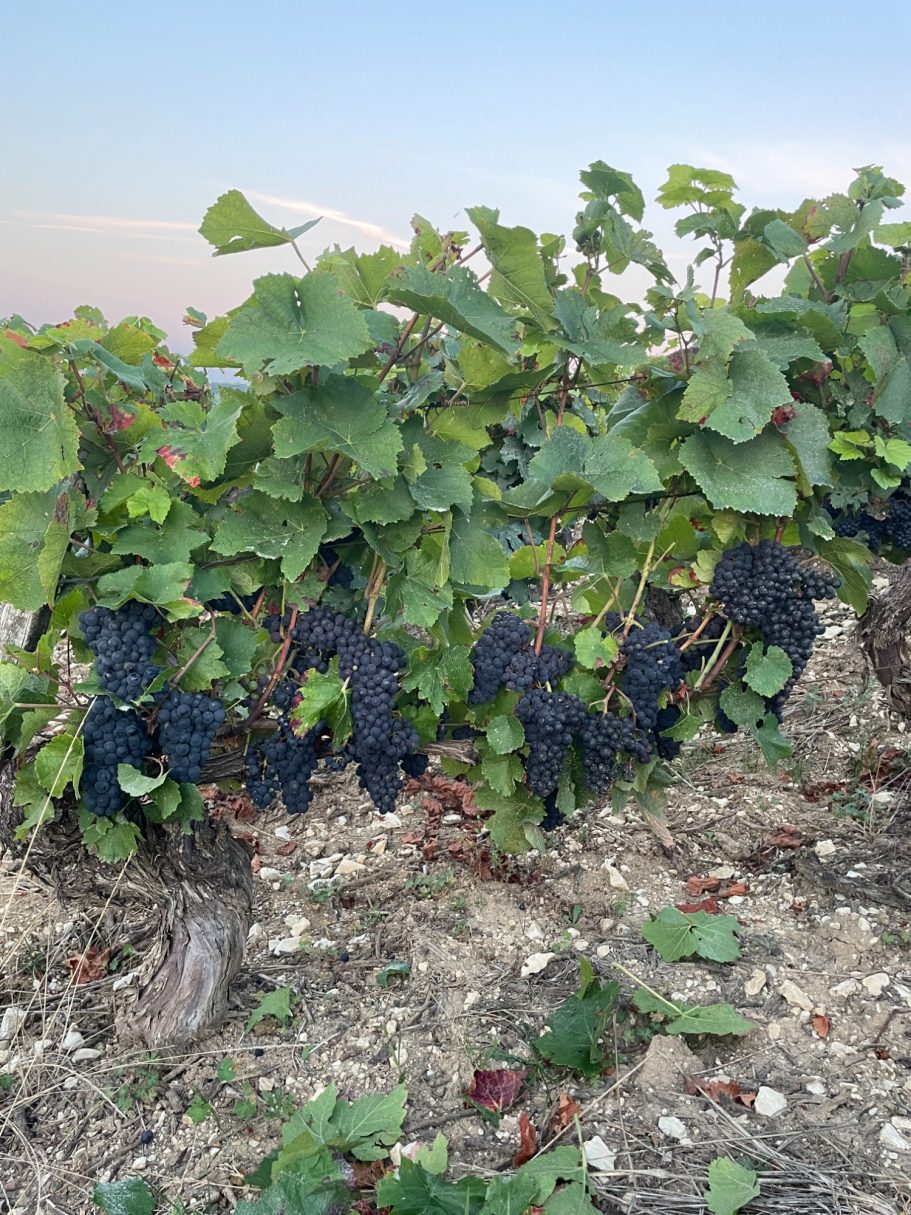 Le Pinot Noir